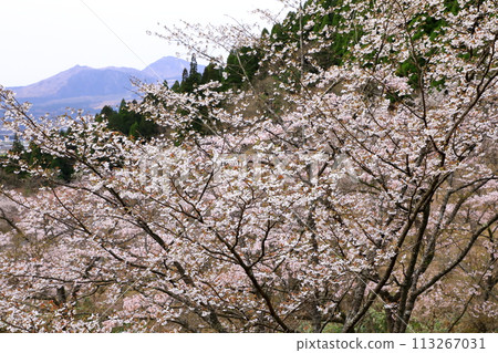 高森自然公園/千本櫻 113267031