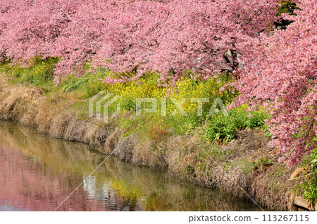 Washimiya, Kuki City, Saitama Prefecture - A view of the rows of Kawazu cherry trees in full bloom along the Aogehori River, a rapeseed flower field, and their reflections on the river surface 113267115