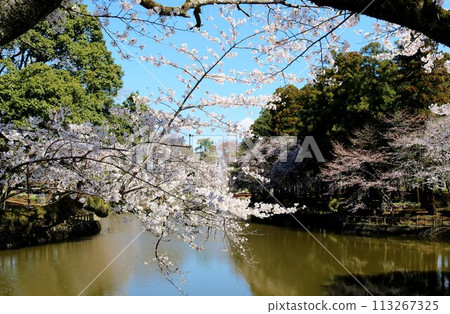 櫻花盛開的公園，景色寧靜 113267325