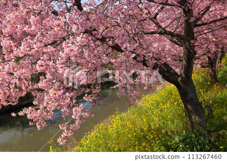 Washinomiya, Kuki City, Saitama Prefecture View of Kawazu cherry trees in full bloom and field of rape blossoms along the Aokebori River Washinomiya, Kuki City, Saitama Prefecture View of Kawazu cherry trees in full bloom and field of rape blossoms along the Aokebori River 113267460