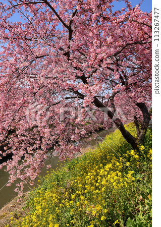 埼玉縣久喜市鷲宮 盛開的河津櫻花和青木堀川沿岸的油菜花田 113267477