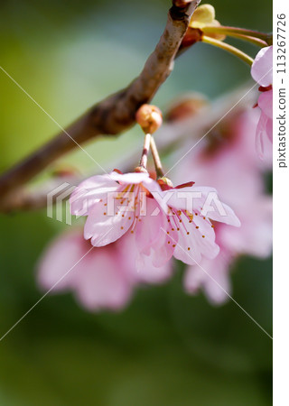Sakura Kawazu Sakura 妝前花開 Sakura Kawazu Sakura 妝前花開 113267726