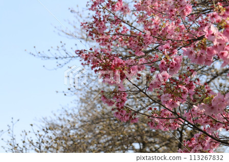早春公園裡盛開的粉紅色花朵 113267832