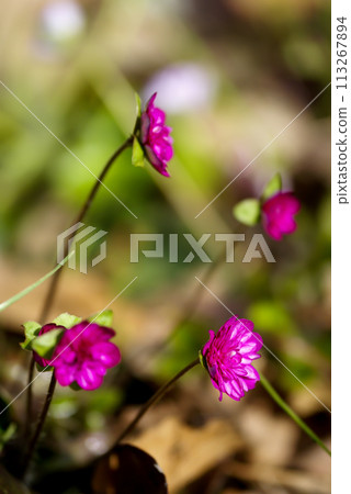Yukiwarikusa, red-purple, thousands of blooms 113267894
