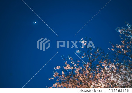 只園白河美麗的夜櫻 113268116