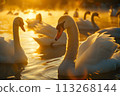 Serenade of Elegance: A Beautiful Flock of White Swans Gracefully Swimming in a Nature Pond 113268144