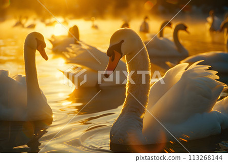 Serenade of Elegance: A Beautiful Flock of White Swans Gracefully Swimming in a Nature Pond 113268144
