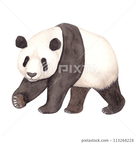 熊貓水彩手繪向量卡通插畫 熊貓水彩手繪向量卡通插畫 113268228