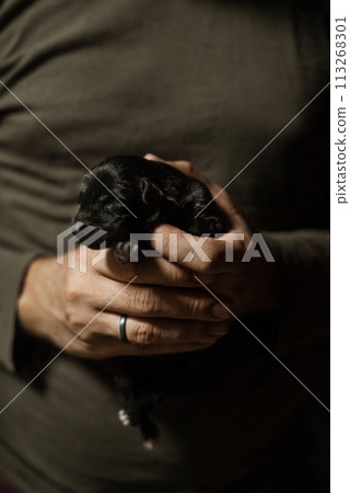 Black little puppy in man's hands 113268301