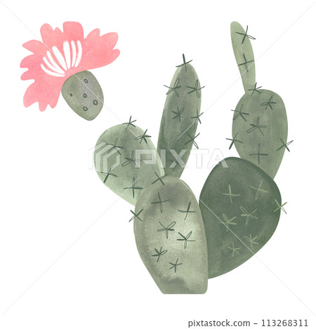 Prickle pear. Blooming cactus with pink flowers. Plants for the home. Floriculture. Desert flora. Isolated watercolor illustration on white background. Clipart. 113268311
