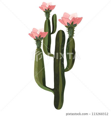 Blooming cactus with pink flowers. Plants for the home. Floriculture. Desert flora. Isolated watercolor illustration on white background. Clipart. Blooming cactus with pink flowers. Plants for the home. Floriculture. Desert flora. Isolated watercolor illustration on white background. Clipart. 113268312