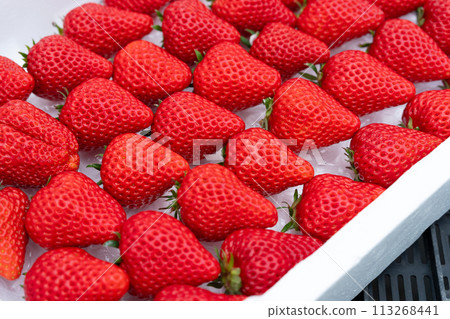 Lots of harvested strawberries Lots of harvested strawberries 113268441
