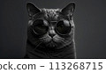 Portrait showcases the cats mysterious charisma. Elegance and contemporary chic 113268715