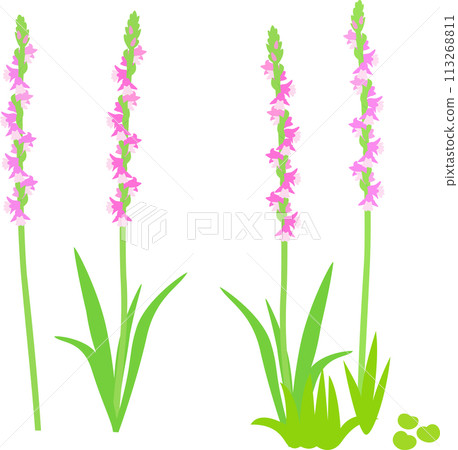 開花的 Nejibana, Nejibana 113268811