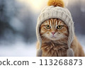 Cats soulful eyes contrast beautifully with the crisp snow 113268873