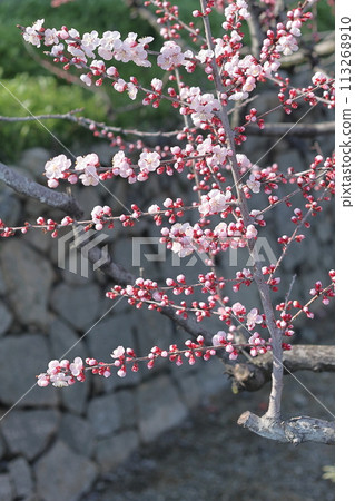 杏花染紅了小溪 杏花染紅了小溪 113268910