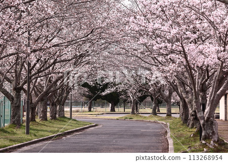 Cherry arcade Cherry arcade 113268954