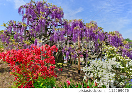 Spring: Ashikaga Flower Park: Wisteria, azaleas and blue skies 113269076