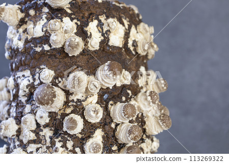 Shiitake mushroom cultivation (Day 2) 113269322
