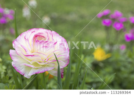 花園裡盛開的毛茛屬花 花園裡盛開的毛茛屬花 113269364