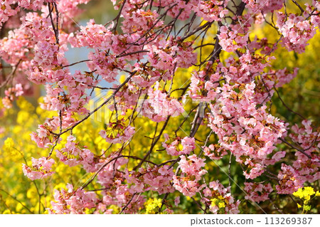 埼玉縣久喜市鷲宮 盛開的河津櫻花和青木堀川沿岸的油菜花田 113269387