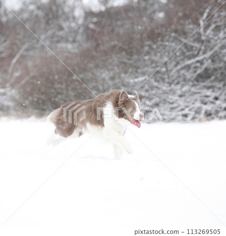 Beautiful border collie in winter Beautiful border collie in winter 113269505
