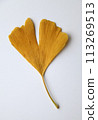 銀杏葉 113269513