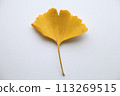 銀杏葉 113269515