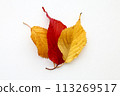 落葉 113269517