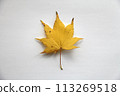 落葉 113269518