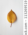 落葉 113269519