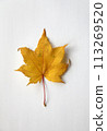 落葉 113269520