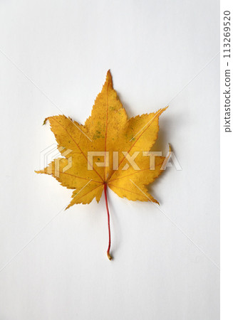 落葉 113269520