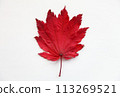 落葉 113269521