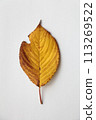 落葉 113269522