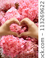 Woman's hands shaping heart in front of pink blossoms 113269622