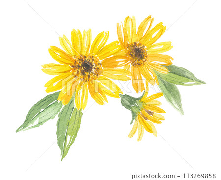 Watercolor painting of rabbit chrysanthemum, rabbit chrysanthemum, arnica Watercolor painting of rabbit chrysanthemum, rabbit chrysanthemum, arnica 113269858