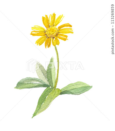 兔子菊花畫水彩，兔子菊花，山金車 113269859