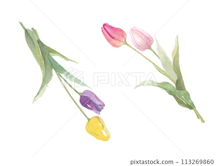 4 朵水彩畫鬱金香：紫色、黃色、粉紅色、白色 113269860