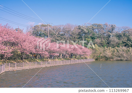 Kawazu cherry blossoms and pond 113269967