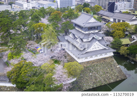 Ogura Castle is a beautiful cherry blossom viewing period 113270019