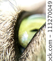 Cat's eyes close-up 113270049