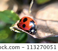 Ladybug on dead leaf 113270051