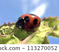 Ladybeet searching for aphids 113270052