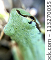 Close-up of a tree frog's head 113270055