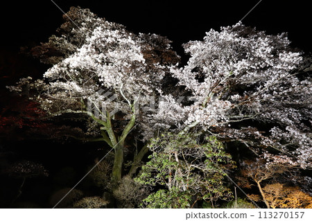 Cherry blossoms at night Cherry blossoms at night 113270157