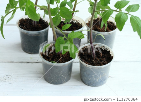 Tomatoes seedlings in reusable plastic tray on white wood table.  113270364