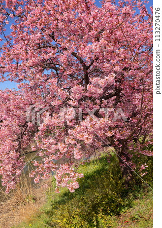 Washimiya, Kuki City, Saitama Prefecture - A row of Kawazu cherry trees in full bloom along the Aokebori River under a clear blue sky Washimiya, Kuki City, Saitama Prefecture - A row of Kawazu cherry trees in full bloom along the Aokebori River under a clear blue sky 113270476