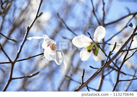 White flowers of Kobushi (Shinyi) White flowers of Kobushi (Shinyi) 113270646