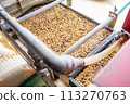 Sowing rice in seedling trays 113270763